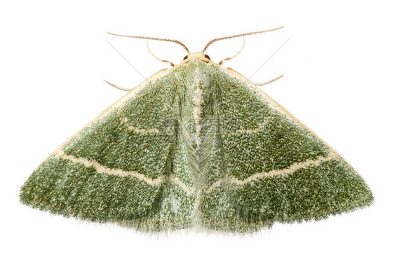 夜白底绿蛾状氯甲虫体系隔离于白底的氯甲虫体系伊特鲁斯卡里亚昆虫图片