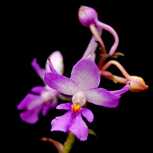 装饰紫色地兰花卡拉尼马达里安西土生长的野兰花美丽植物群图片