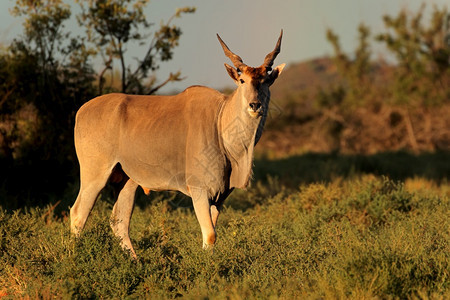 草食动物非洲南莫卡拉公园自然栖息地的雄电子羚羊Tragelaphusoryx南非莫卡拉公园非洲人图片