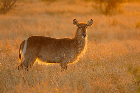 栖息地动物群荒野南非克鲁格公园Kruger公园Kobusextlipsiprymnus图片