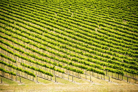 酒厂在南澳大利亚的葡萄酒区富饶充满活力的青绿葡萄树收成农场图片