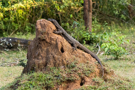 自然龙擦洗印度Wayanad丛林野生监测蜥蜴图片