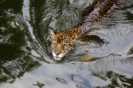 荒野动物园中的非洲豹或美自然热带图片