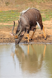 喝非洲雄尼亚拉羚羊Tragelaphusangasii饮用水Mkuze禁猎区南非洲人图片