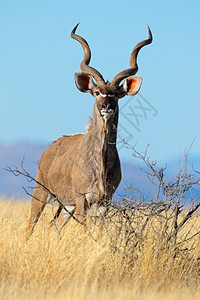 南部男户外雄捻角羚羊Tragelaphusstrepsiceros反对蓝天南非图片