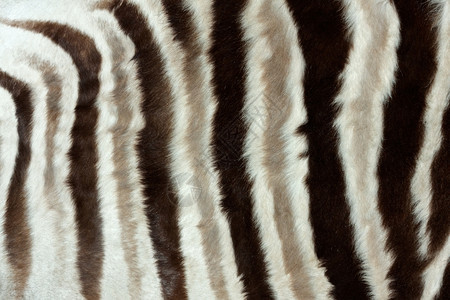 墙纸ZebraEquusQuagaxD平原布尔切斯的皮肤近视一种野生动物图片