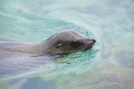 狮子加拉帕戈斯州伊莎贝拉附近的海洋中游泳狮哺乳动物滩图片