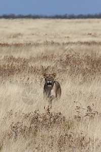 在非洲纳米比亚Etosha公园捕猎PantheraLeo热肉食动物黑豹图片