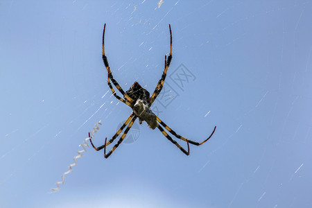 蜘蛛昆虫背景图片