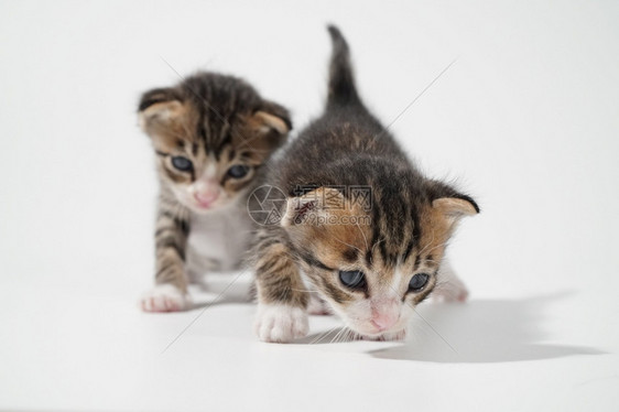 两只可爱的小奶猫图片