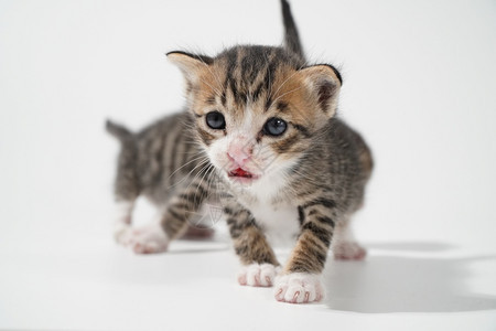 两只可爱的猫咪幼崽图片