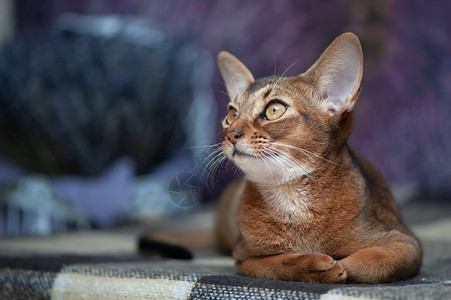 动物可爱的国内很漂亮Abyssinian猫小在背景熏衣草地的背景特写肖像图片