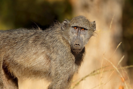 南非克鲁格公园幼小狒保护生态毛茸图片