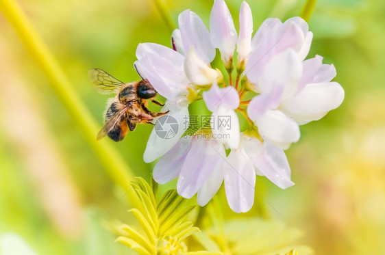 轰炸机搜集一只在粉红色花朵上收集粉的野蜜蜂授图片