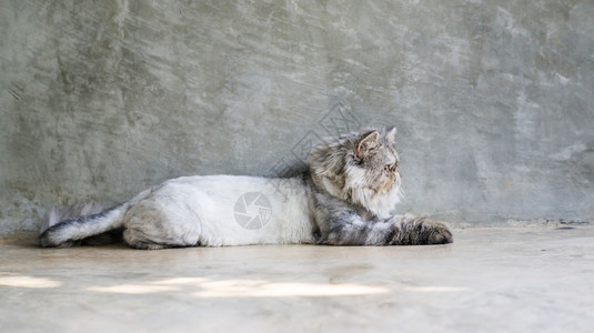脊椎动物年轻的国内坐在灰色背景上的斑纹波斯猫背景图片