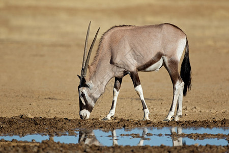 南非卡拉哈里沙漠Kalahari的一个水坑宝石蚂蚁奥里克斯瞪羚生态未受破坏的动物图片
