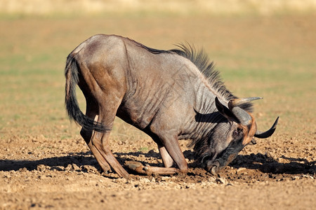 在南非卡拉哈里沙漠Kalahari的泥土中玩耍保护自然生态图片