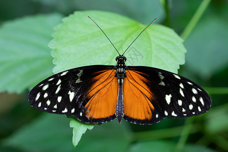 路德维希物种金色的长翼海利卡尼乌斯希凯勒蝴蝶的特写野生动物图片