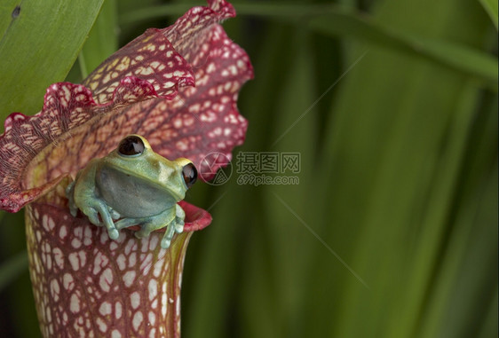 马龙眼树蛙在红犁田厂异国情调2015年7月p植物图片