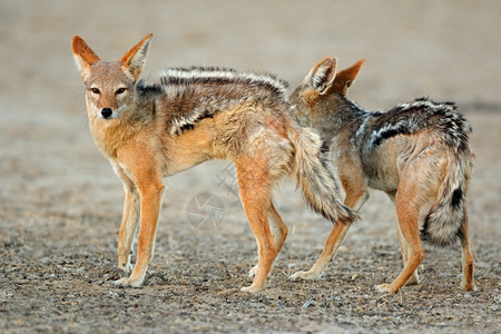 犬类南部非卡拉哈里沙漠Canismesomelas喀拉哈里沙漠警报图片