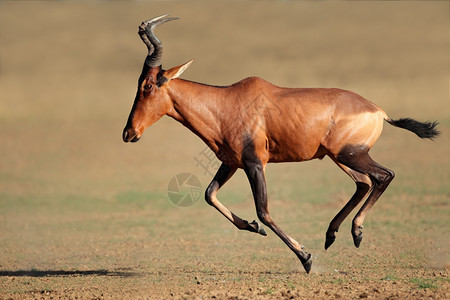 快速地南非卡拉哈里沙漠AlceraphusBuselaphus户外苹果浏览器图片