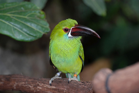 动物巨嘴鸟墨西哥一棵树枝上坐着的翡翠番生鸟墨西哥翡翠toucanet图片