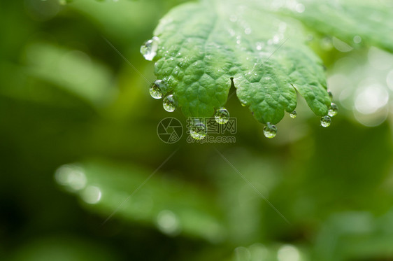 草上的露珠图片