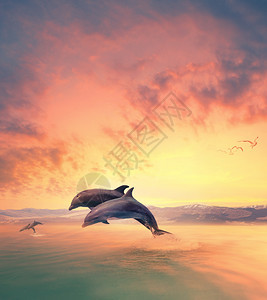 放海豚在水中跳跃的成像场景橙海洋图片