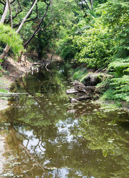 溪泰公园林中小河的宁静风景泰公园森林景观树图片