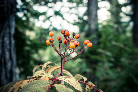 自然山灰的分支和夏季森林中的橙子浆果木头叶图片