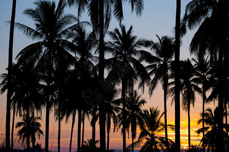 日落时椰子棕榈树的周光晚上海洋景观图片