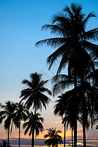 日落时椰子棕榈树的周光天空海自然图片