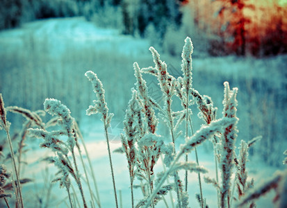 冬季现场冻结的花朵松林和日落旅行景观深的图片