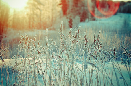 松树冬季现场冻结的花朵松林和日落白色的树图片