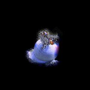 2号水下艺术在黑暗中带着小丑鱼的阿雷蒙内部潜水图片