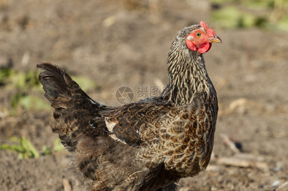 国内的一只棕色鸡肖像禽类鸟图片