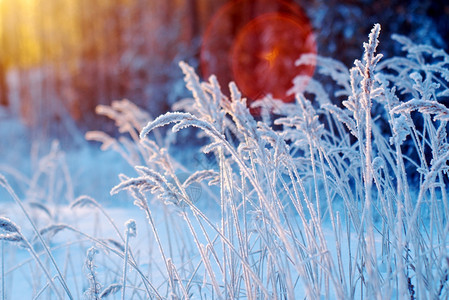 冰旅行冬季现场冻结的花朵松林和日落天空图片