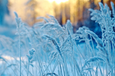 冬季现场冻结的花朵松林和日落雪花仙境景观图片