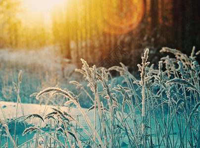 秋叶雪霜冬天白色的季现场冻结花朵松林和日落冰背景