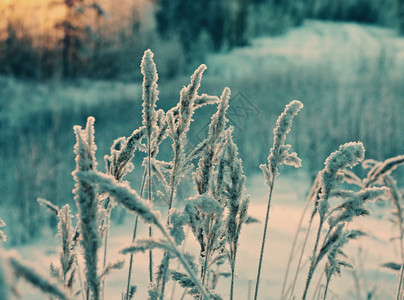 深的寒冷白色冬季现场冻结花朵松林和日落图片