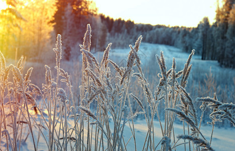 雪冬季现场冻结的花朵松林和日落冷冻冬天图片