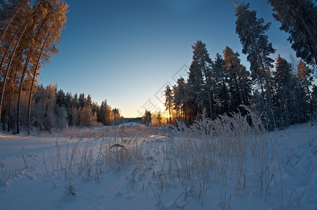 白色的冬季风景与松林和日落树仙境图片