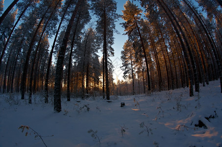 寒冷的木头树冬季风景与松林和日落图片