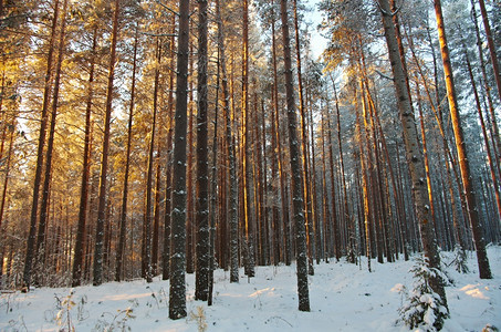 美丽覆盖冷冻冬季风景与松林和日落图片