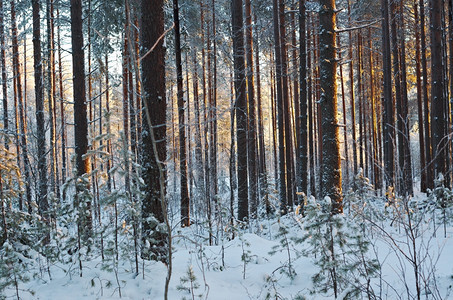 冬季风景与松林和日落户外旅行木头图片