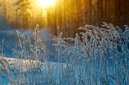 冬天季现场冻结的花朵松林和日落冰雪花图片