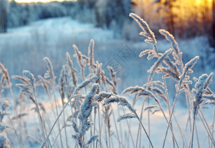 冬季现场冻结的花朵松林和日落自然旅行冷冻图片
