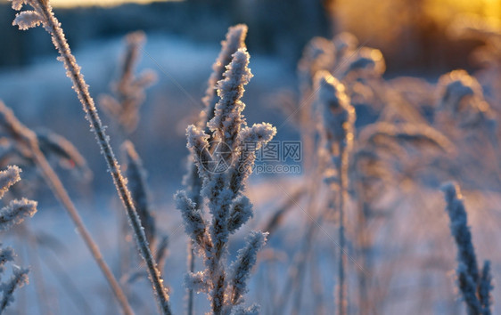 雪冬季现场冻结的花朵松林和日落蓝色的雪堆图片