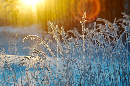 霜季节旅行冬现场冻结的花朵松林和日落图片