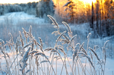 冷冻旅行天空冬季现场冻结的花朵松林和日落图片